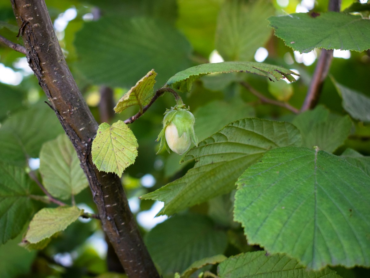 Le Noisetier : Un Gardien Naturel Contre les Énergies&nbsp;Négatives